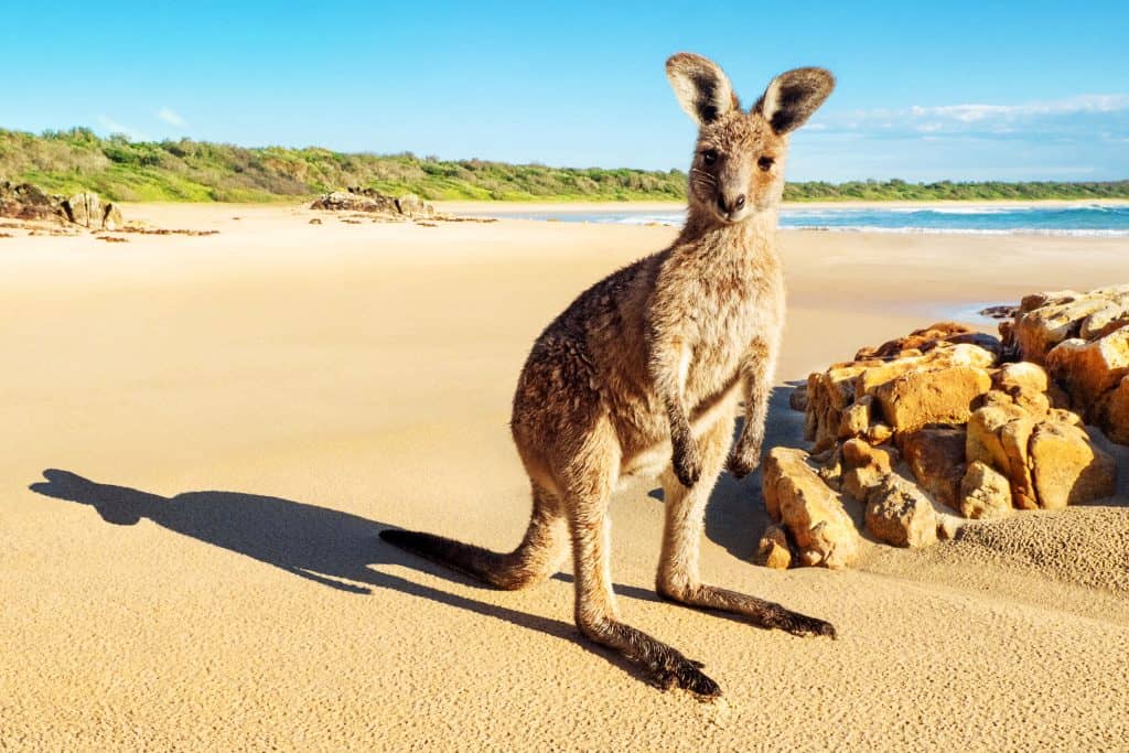 Printing in Australia