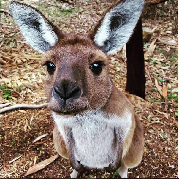 Kangaroo