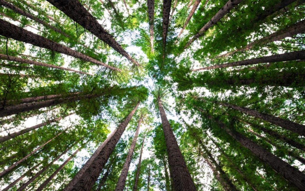 Green Forest